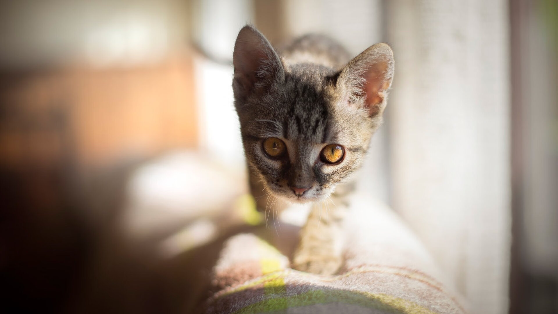 爱游戏在线娱乐官网-国足高压下传球成功率对比，足球高压战术